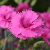 Dianthus Tickled Pink image