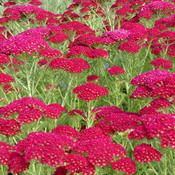 Achillea Tutti Pomegranate | Yarrow