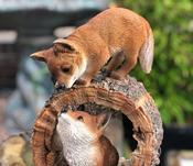 Vivid Arts Playful Fox Cubs B image