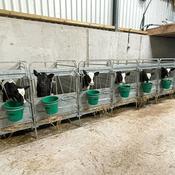 Individual Calf Pens