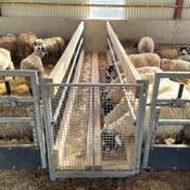 Build Your Own Sheep Walkthrough