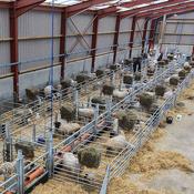 Sheep Hurdles By Shepherd &amp;amp; EWE