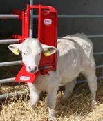 O'Neill Calf &amp;amp; Sheep Staller