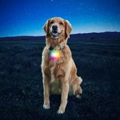Nite Ize SPOTLIT® COLLAR LIGHT - Disco