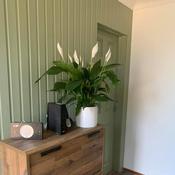 Boringdon Green 295 image