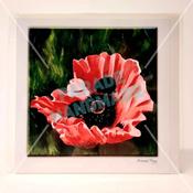 Oriental Poppy, Art Card by Nuala Brett-King