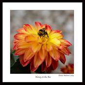 Honey to the Bee, Wexford image