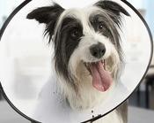 Neuter a Dog