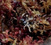 Organic Seaweed Carragheen (Irish Moss) Irish (10g)
