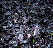 Organic Seaweed Nori Flakes Irish (10g)