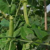 Seed Savers Vegetable &amp;amp; Herb Seed Packs - new 2026 image