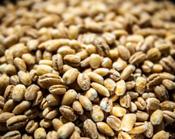 Organic Barley Pearled (100g)