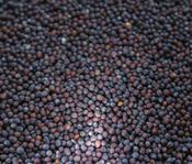 Organic Black Mustard Seeds (10g)