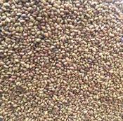 Organic Sprouting Alfalfa Seeds (100g)