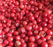 Organic Peppercorns Pink (10g)