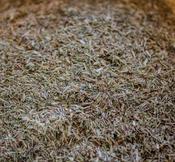 Organic Lemongrass (10g)