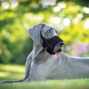 COASTAL Best Fit Comfort Adjustable Muzzle image