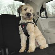 COASTAL EASY RIDER Car Harness image