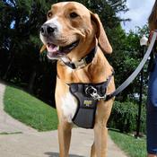 COASTAL Walk Right Padded Harness image