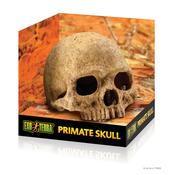 EXO TERRA Primate Skull image