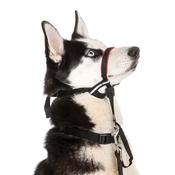 HALTI Optifit Headcollar image