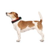 M-PETS Hiking Soft Collar, Orange &amp;amp; Black image