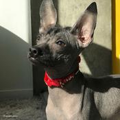 LI’L PALS Reflective Dog Collar, Red with Bones image