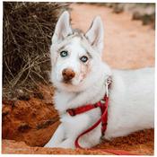 NEW EARTH Soy Dog Harness, Cranberry image