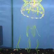 BETTA Glow in the Dark Jellyfish for Aquariums, Large image
