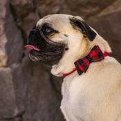 COASTAL Accent Dog Collar, Red Bow image