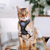 M-PETS Letsgo Cat Harness &amp;amp; Lead Set image