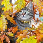 COASTAL Safe Cat Glitter Collar, Gold image