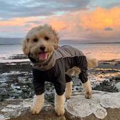 KUDOS Waterproof Mud Suit for Dogs image