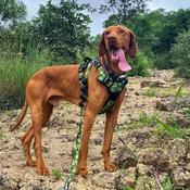 M-PETS Hiking Dog Harness image