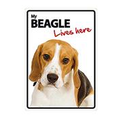 My Beagle Lives Here Sign image