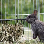TRIXIE Hanging Hay Manger, Large image