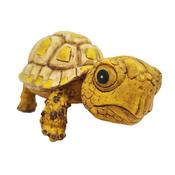 BETTA Baby Turtle image