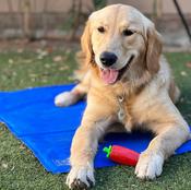 M-PETS Frozen Cooling Mat, Large image