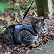 COASTAL Cat Wrap Harness &amp;amp; Lead, Grey image