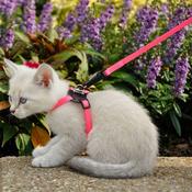 LI'L PALS Kitten Harness &amp;amp; Lead, Neon Pink image