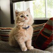 LI'L PALS Round Kitten Collar, Navy Dots image