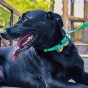 ACCENT Dog Collar Accessory, Metallic Green Bowtie image