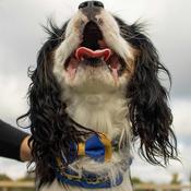 ACCENT Dog Collar Accessory, Metallic Blue Bowtie image