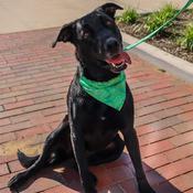 ACCENT Over-The-Collar Dog Bandana, Green Leaves image