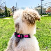 INSPIRE Adjustable Dog Collar, Pink image