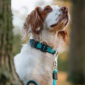 INSPIRE Adjustable Dog Collar, Aqua image
