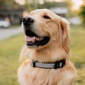 INSPIRE Adjustable Dog Collar, Grey image