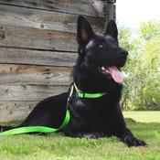 INSPIRE Dog Lead, Green image