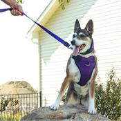INSPIRE Dog Lead, Purple image
