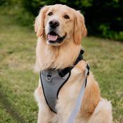 INSPIRE Dog Harness, Grey image